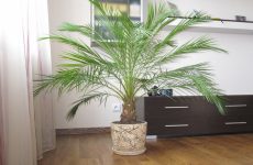 Финиковая пальма: выращивание из косточки, уход, виды с фото