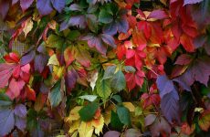 Як вирощувати дівочий виноград: коли садити та як розмножувати