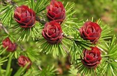 Модрина – хвойне дерево, яке дивує