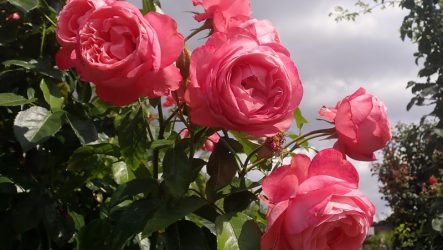Плетисті троянди: сорти, догляд, як садити