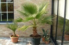 Вашингтонія