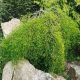 Карагана (жовта акація)