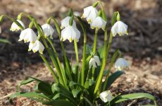 Білоцвіт — ніжна весняна окраса саду