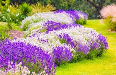 Лаванда — ароматная классика сада, которая сочетает красоту и практичность