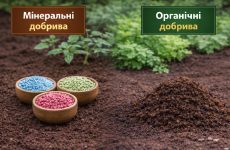 Мінеральні vs. органічні добрива: що обрати для городу та саду