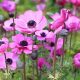 Анемона — витончена окраса саду з характером лісової красуні