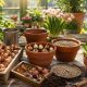 Луковицы тюльпанов от Matla Flowers: полный гид по посадке