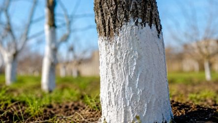 Побілка дерев