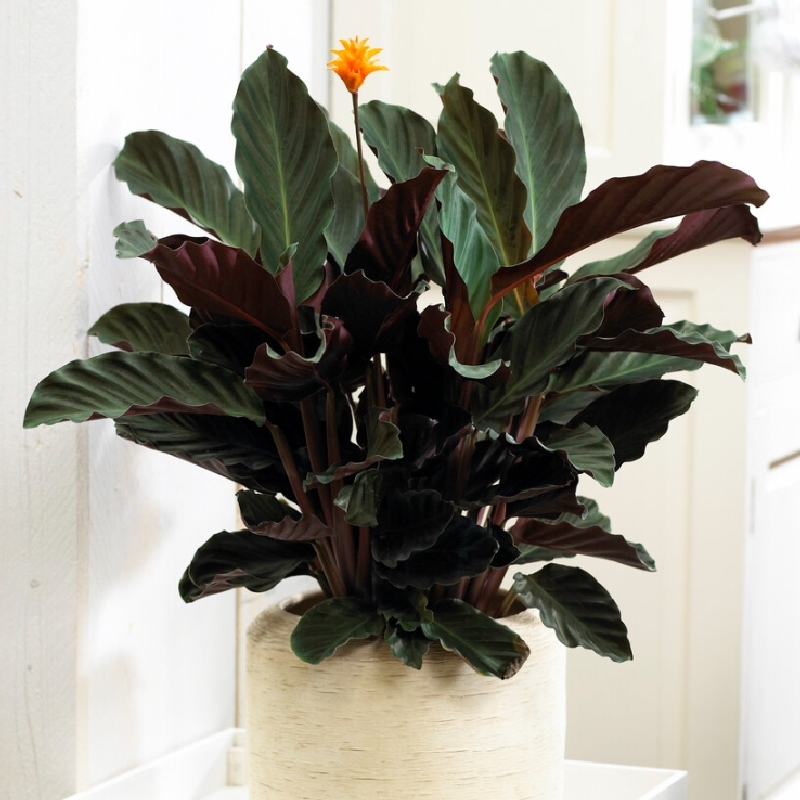 як цвіте калатея